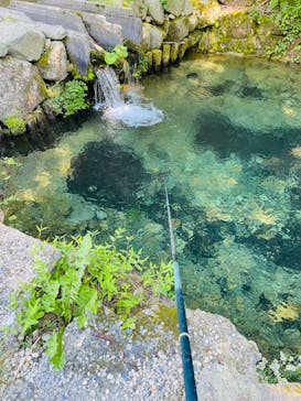 ナラ入沢渓流釣りキャンプ場に投稿された画像（2024/8/3）
