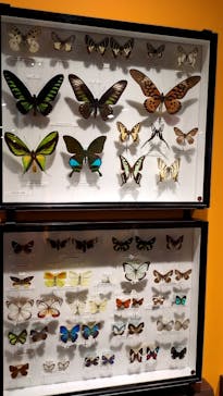 特別展「昆虫 MANIAC」（国立科学博物館）に投稿された画像（2024/8/3）