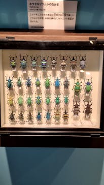 特別展「昆虫 MANIAC」（国立科学博物館）に投稿された画像（2024/8/3）