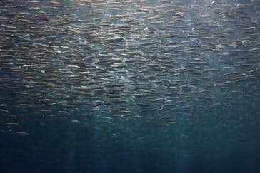 名古屋港水族館に投稿された画像（2024/8/3）