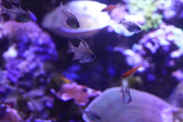 名古屋港水族館に投稿された画像（2024/8/3）