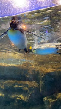 アソビュー！ポイントに投稿された画像（2024/8/3）