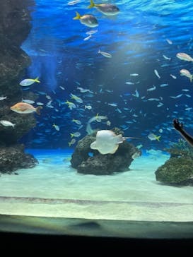 サンシャイン水族館に投稿された画像（2024/8/3）