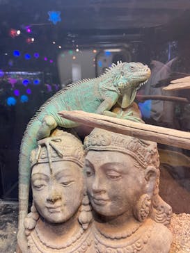 NARA KINGYO MUSEUMに投稿された画像（2024/8/3）