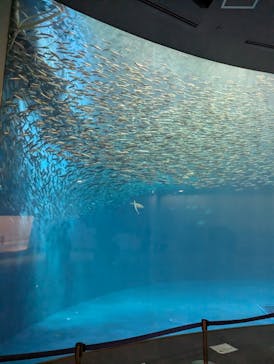 名古屋港水族館に投稿された画像（2024/8/3）