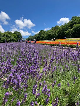 たんばらラベンダーパークに投稿された画像（2024/8/3）