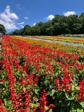 たんばらラベンダーパークに投稿された画像（2024/8/3）