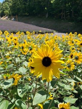 たんばらラベンダーパークに投稿された画像（2024/8/3）