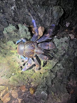 石垣島 ADVENTURE PiPi（イシガキジマアドベンチャーピピ）に投稿された画像（2024/8/3）