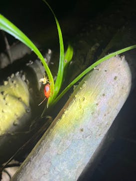 石垣島 ADVENTURE PiPi（イシガキジマアドベンチャーピピ）に投稿された画像（2024/8/3）