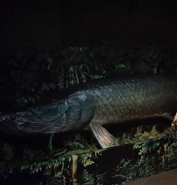 世界淡水魚園水族館　アクア・トトぎふに投稿された画像（2024/8/3）