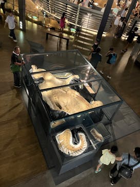 福井県立恐竜博物館に投稿された画像（2024/8/4）