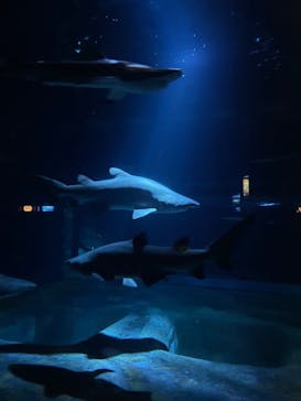 アクアワールド茨城県大洗水族館に投稿された画像（2024/8/4）