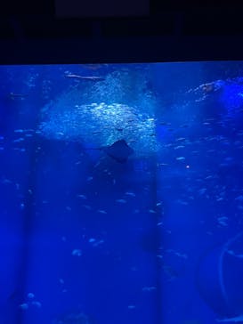アクアワールド茨城県大洗水族館に投稿された画像（2024/8/4）