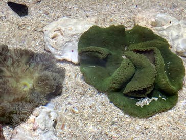 サンシャイン水族館に投稿された画像（2024/8/4）