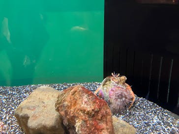 サンシャイン水族館に投稿された画像（2024/8/4）