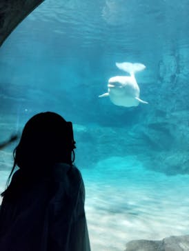 名古屋港水族館に投稿された画像（2024/8/4）