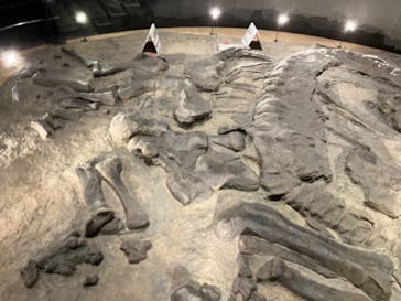 福井県立恐竜博物館に投稿された画像（2024/8/4）