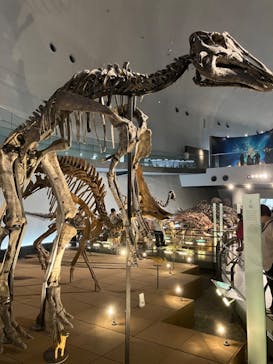 福井県立恐竜博物館に投稿された画像（2024/8/4）