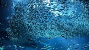 アクアワールド茨城県大洗水族館に投稿された画像（2024/8/4）