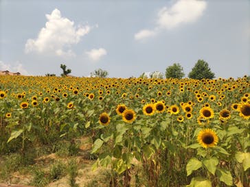  ハーベストの丘に投稿された画像（2024/8/4）
