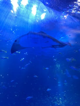 のとじま水族館に投稿された画像（2024/8/4）