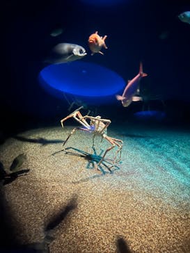 アクアワールド茨城県大洗水族館に投稿された画像（2024/8/4）