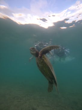 nico 宮古島に投稿された画像（2024/8/4）