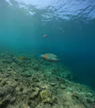 武藤潜水に投稿された画像（2024/8/4）