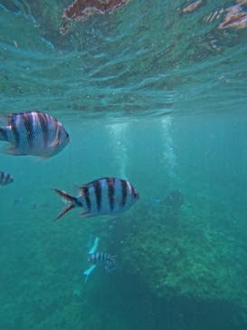 沖縄マリンサービス碧に投稿された画像（2024/8/4）