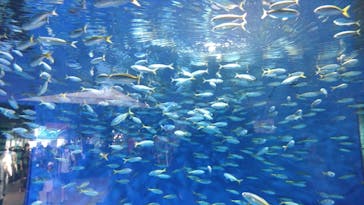 アクアワールド茨城県大洗水族館に投稿された画像（2024/8/4）