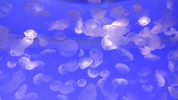 アクアワールド茨城県大洗水族館に投稿された画像（2024/8/4）