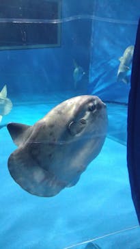 アクアワールド茨城県大洗水族館に投稿された画像（2024/8/4）