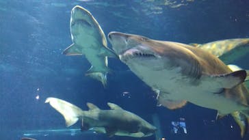 アクアワールド茨城県大洗水族館に投稿された画像（2024/8/4）