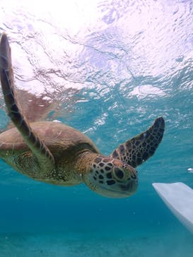 初心者専門宮古島シュノーケリングツアーに投稿された画像（2024/8/4）