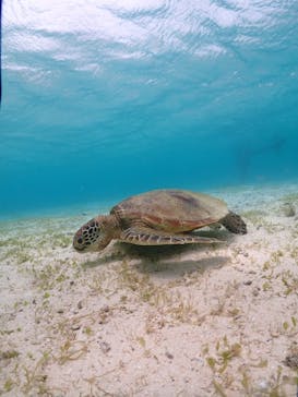 初心者専門宮古島シュノーケリングツアーに投稿された画像（2024/8/4）