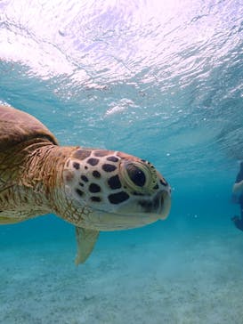 初心者専門宮古島シュノーケリングツアーに投稿された画像（2024/8/4）