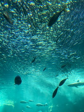 新江ノ島水族館に投稿された画像（2024/8/4）