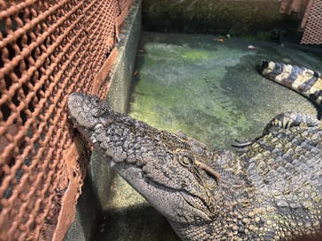 熱川バナナワニ園に投稿された画像（2024/8/4）