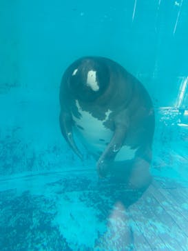 熱川バナナワニ園に投稿された画像（2024/8/4）