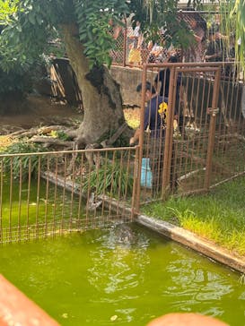 熱川バナナワニ園に投稿された画像（2024/8/4）