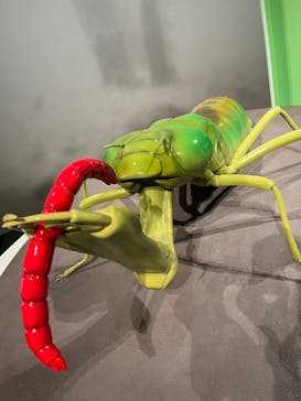 特別展「昆虫 MANIAC」（国立科学博物館）に投稿された画像（2024/8/4）