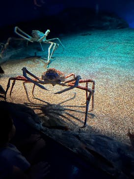 アクアワールド茨城県大洗水族館に投稿された画像（2024/8/4）