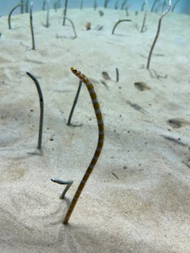 アクアワールド茨城県大洗水族館に投稿された画像（2024/8/4）