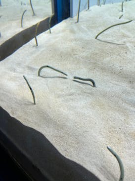 アクアワールド茨城県大洗水族館に投稿された画像（2024/8/4）