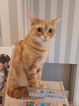 猫カフェモカ　アルシェ大宮店に投稿された画像（2024/8/4）