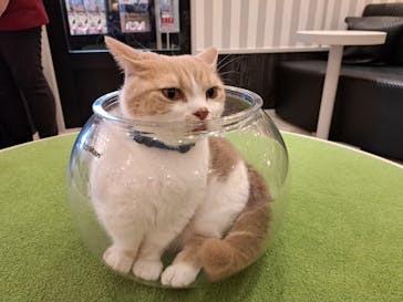 猫カフェモカ　アルシェ大宮店に投稿された画像（2024/8/4）