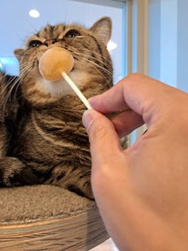 猫カフェモカ　アルシェ大宮店に投稿された画像（2024/8/4）