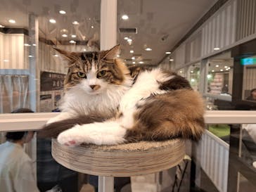 猫カフェモカ　アルシェ大宮店に投稿された画像（2024/8/4）