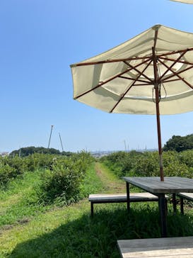 いかすオーガニック・ブルーベリー農園に投稿された画像（2024/8/4）